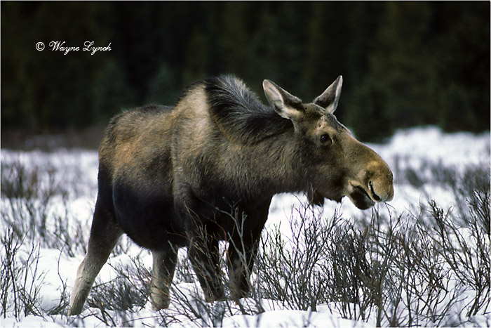 Browsing Moose 113 by Dr. Wayne Lynch &copy;
